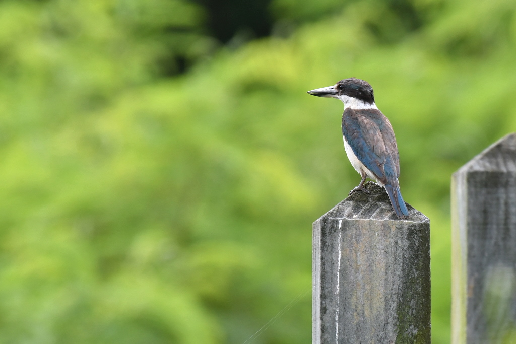 DSC_3377.JPG