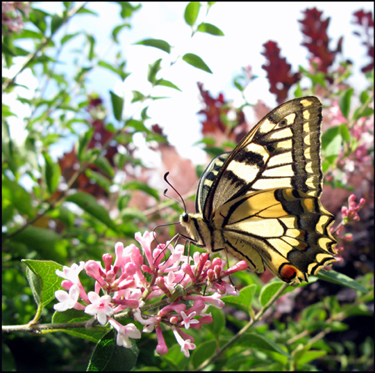 Machaon +.jpg