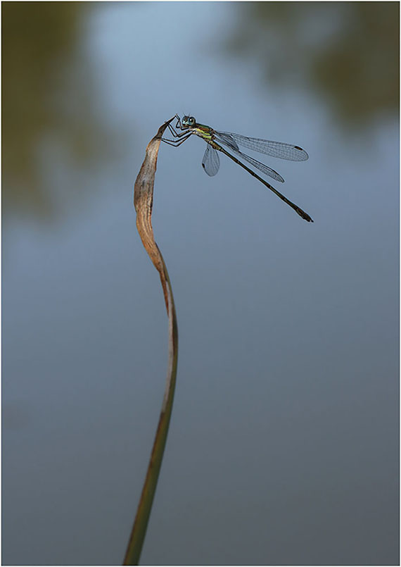 Libellule Payré 2 Image Nature.jpg