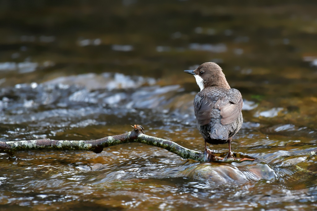 DSC_5792.JPG
