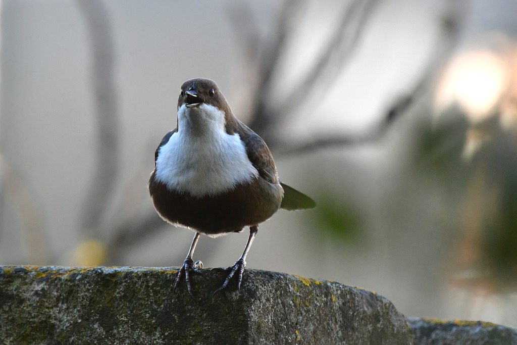 DSC_5929.JPG