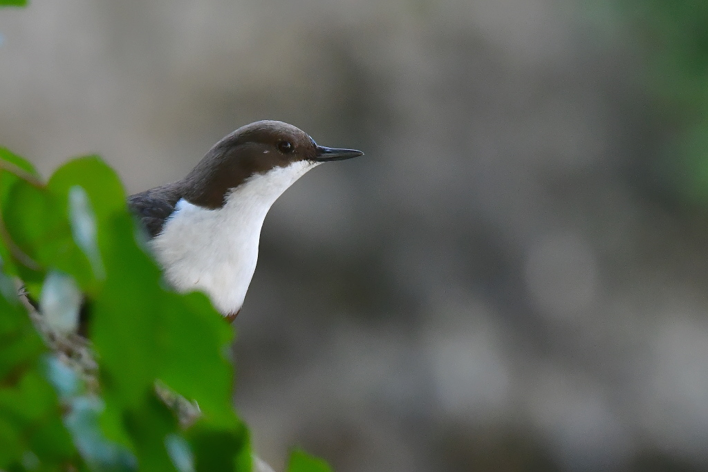 DSC_5976.JPG