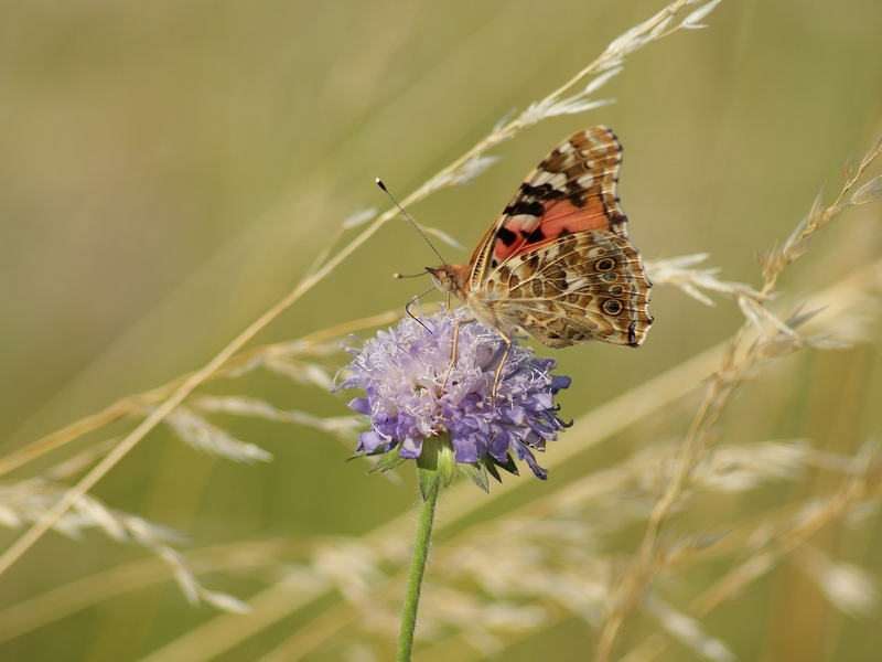 Papillon3.jpg
