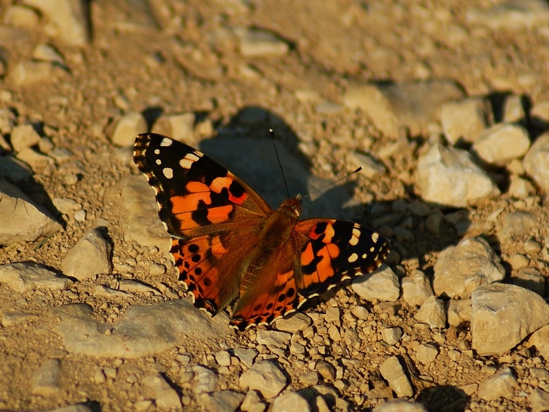 Papillon2.jpg