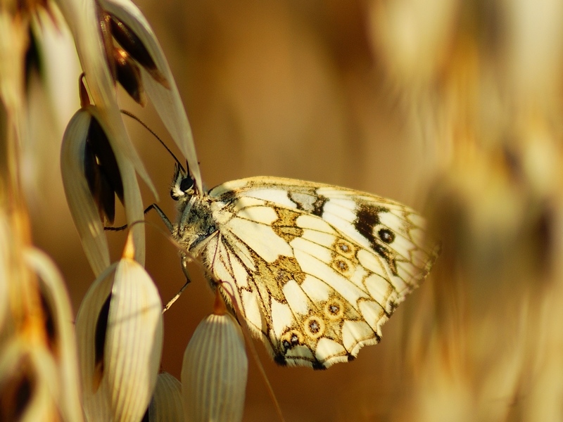 Papillon1.jpg