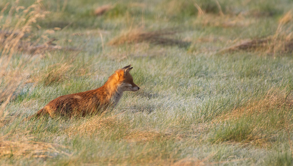 Renard -2-.jpg