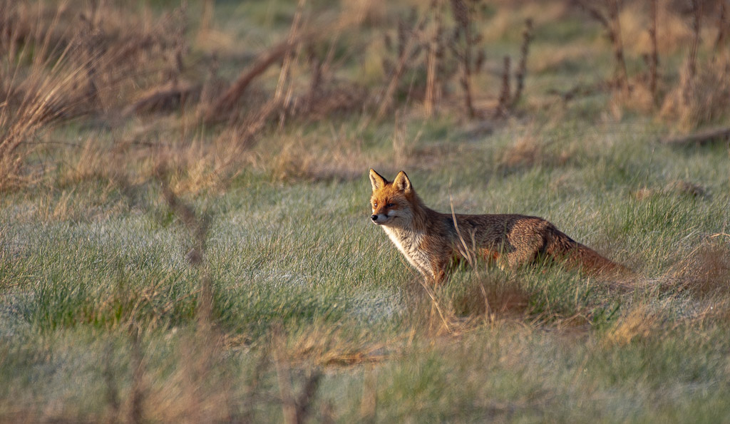 Renard -4-.jpg