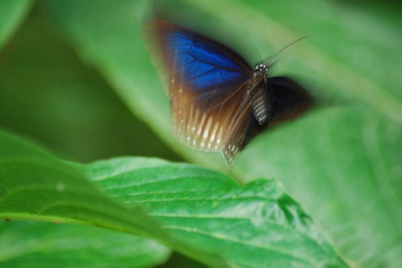 Morpho peleides [].JPG