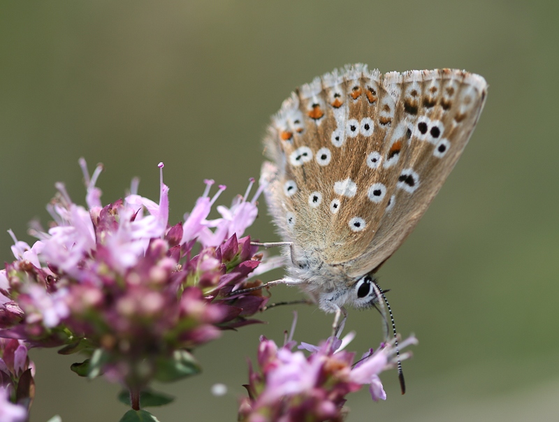Papillon Azuré du Genêt.jpg
