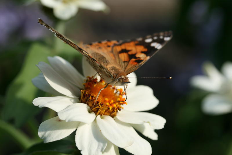 Papillon La belle dame 2.jpg