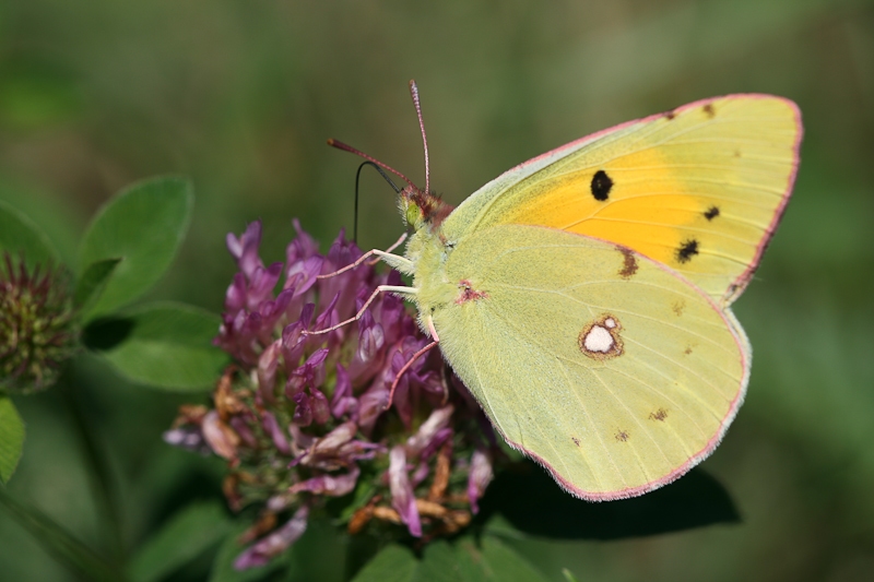 Papillon Le souci.jpg