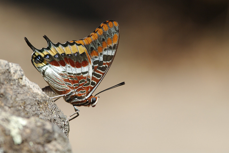 PTX10409.jpg