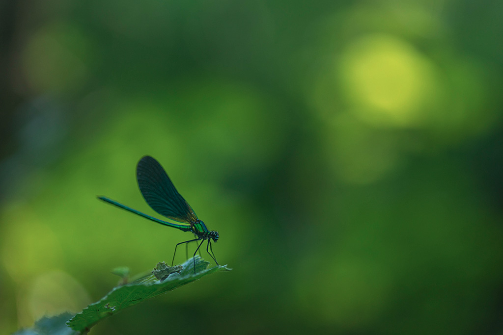 calopteryx20201.jpg