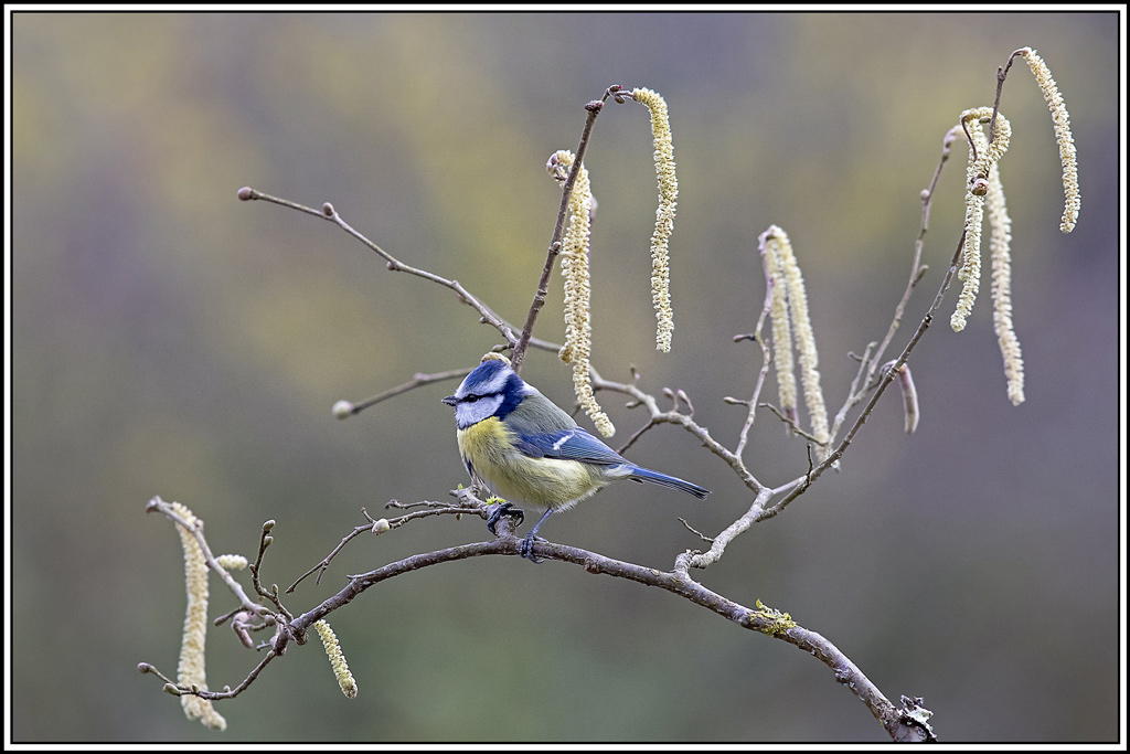 mesange_bleue(814).jpg