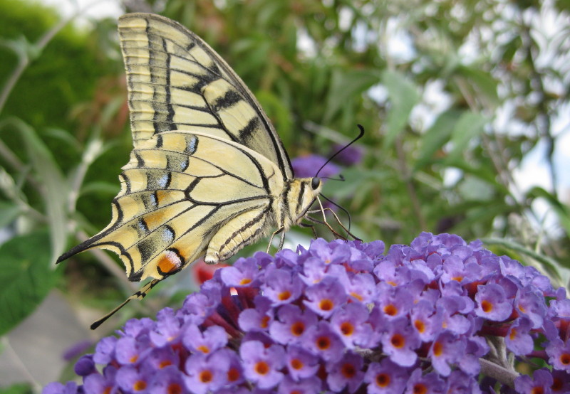 Machaon_01.jpg