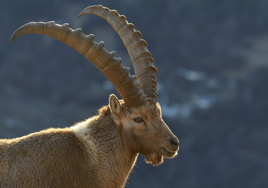 DS5_7401.jpg