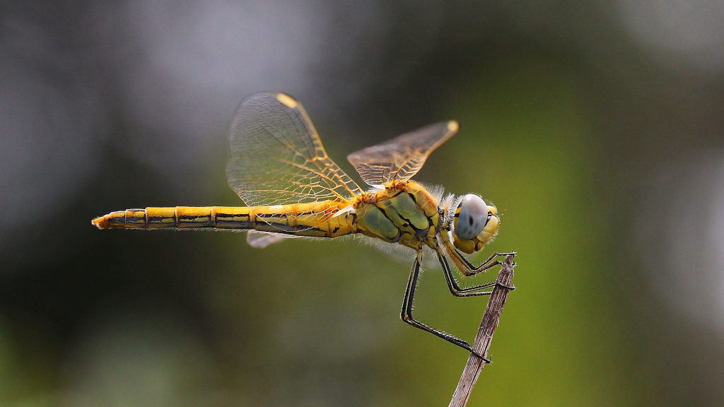 Sympetrum à nervures rouges femelle - Espagne.JPG