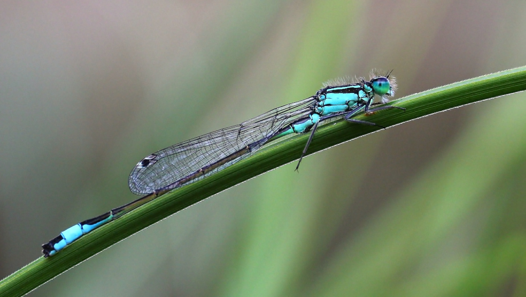 Agrion élégant - Finistère.JPG