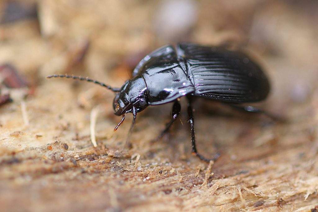 Abax parallelepipedus.jpg