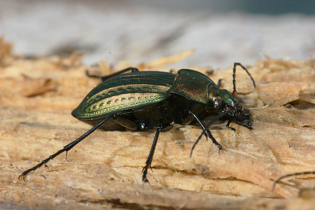 Carabus cancellatus.jpg
