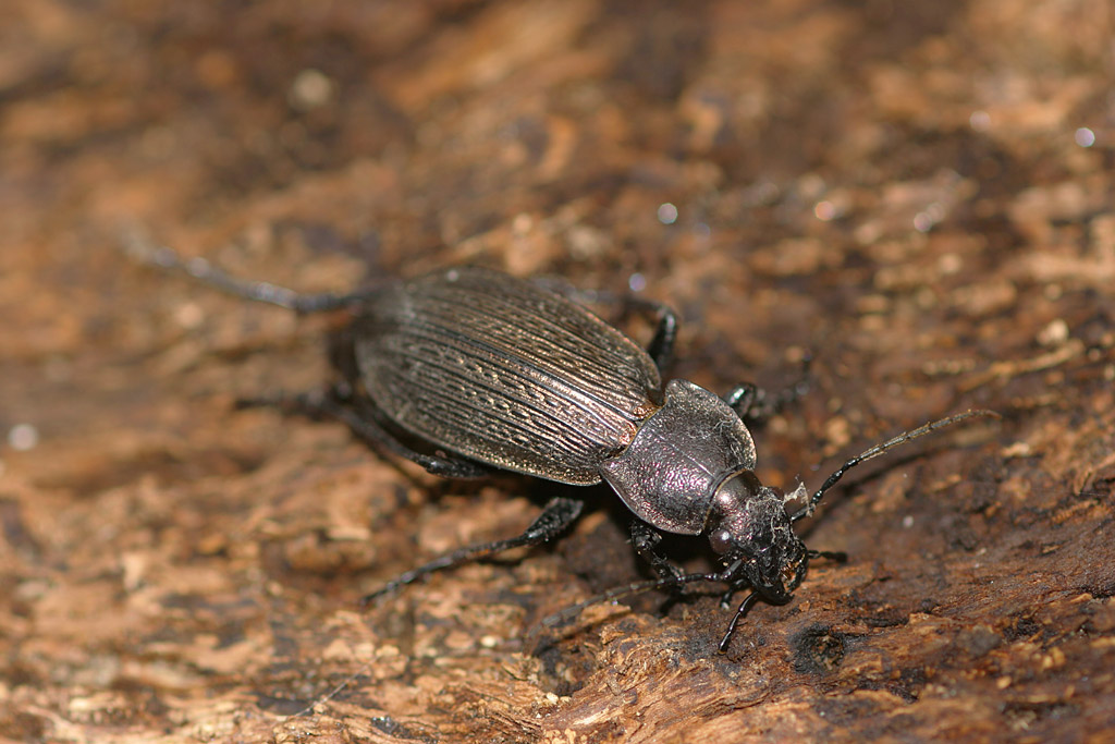 Carabus granulatus.jpg