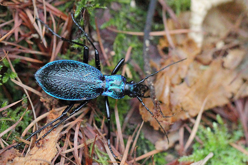 Carabus intricatus.jpg