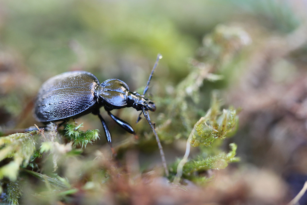 cychrus attenuatus.JPG