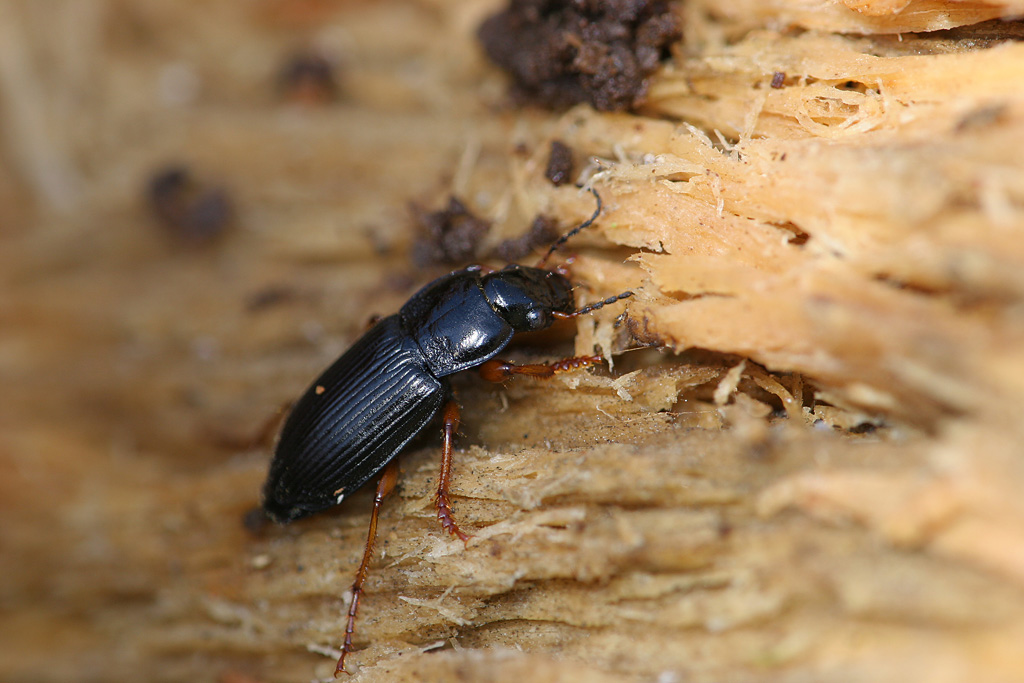 Pseudoophonus rufipes.jpg