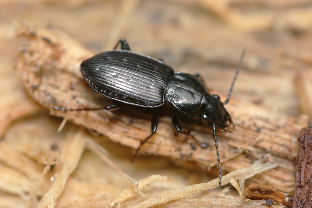 Pterostichus nigritus.jpg