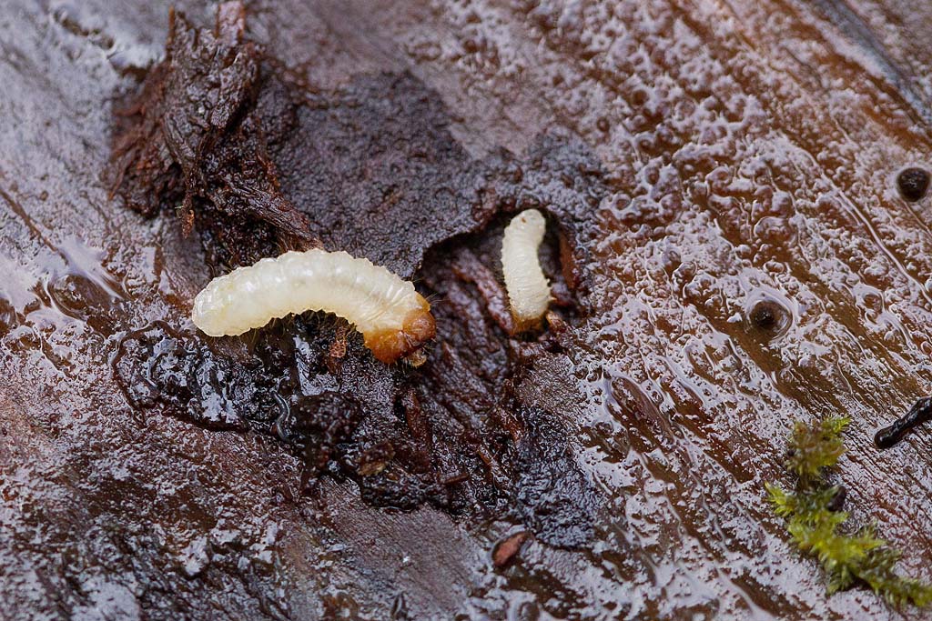 Ips typographus  - larve.jpg
