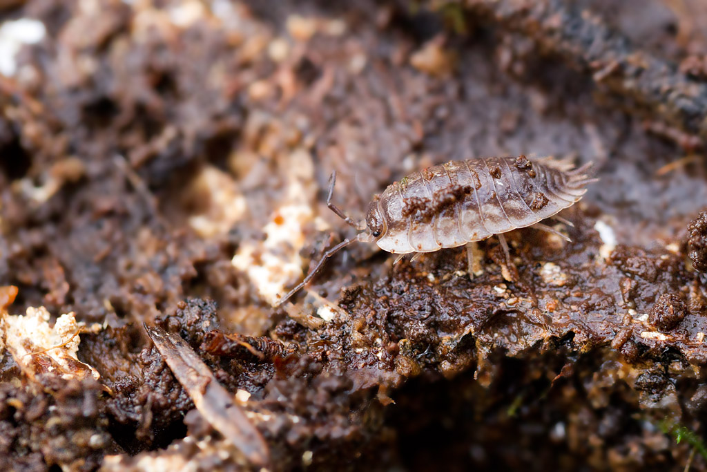 Oniscus asellus.jpg