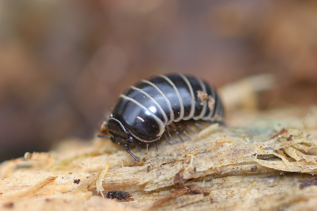 Glomeris marginata.jpg