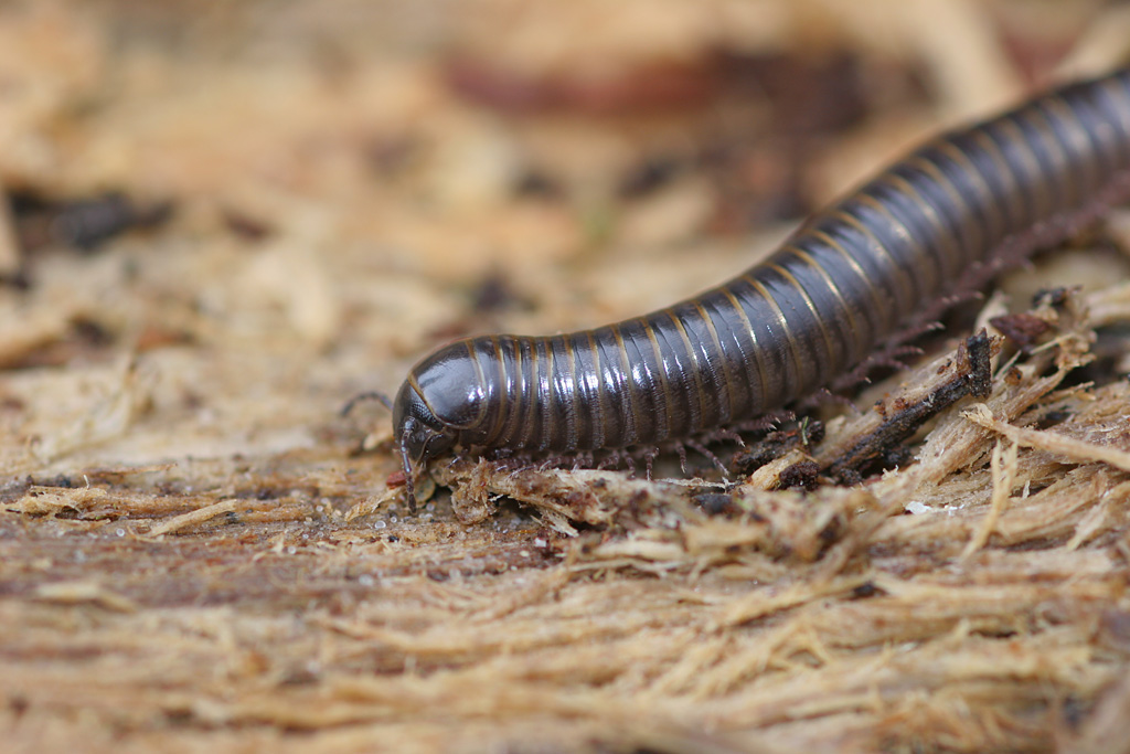 Trachypodoiulus albipes.jpg