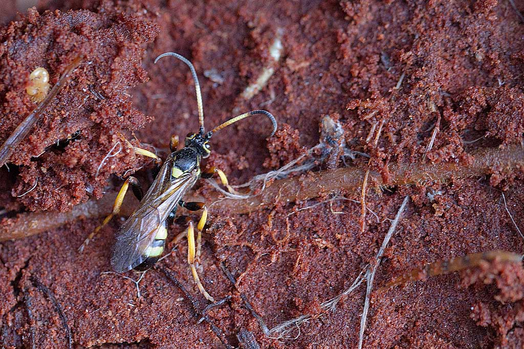 Eutanyacra crispatoria.jpg