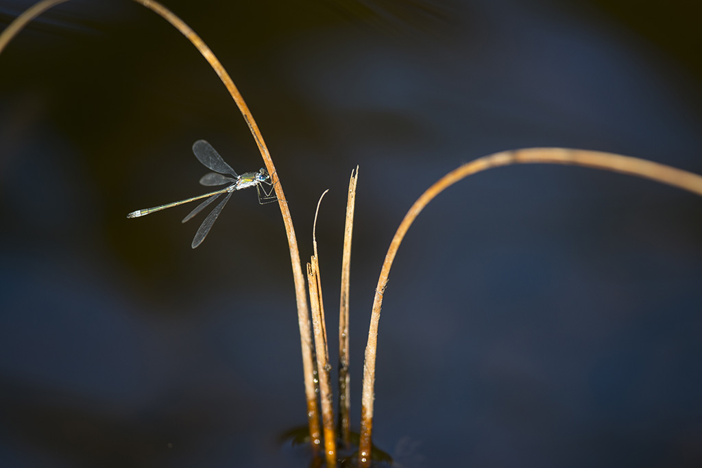 Lestes viridis006.jpg