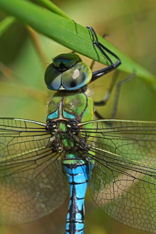 Anax empereur (A. imperator)R (3)_reduite2.jpeg