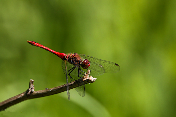 sympetrum rouge sang.jpg