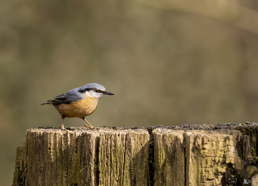 test pro capture 13 03 2022 (1625).jpg