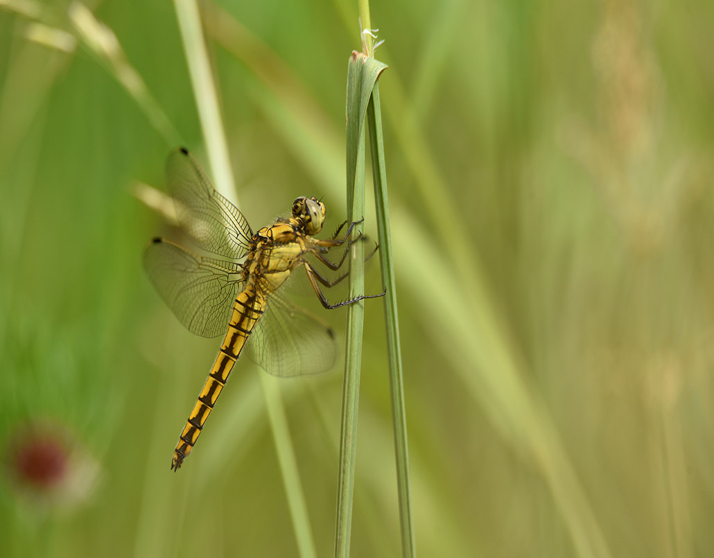 DSC_2141-rec libellule orthétrum reticulé 2.jpg