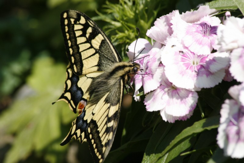 machaon grand porte queue [800x600].jpg