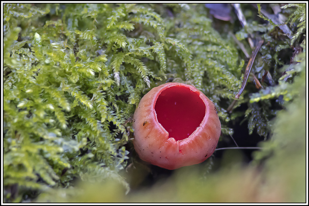 champignon(548_550).jpg