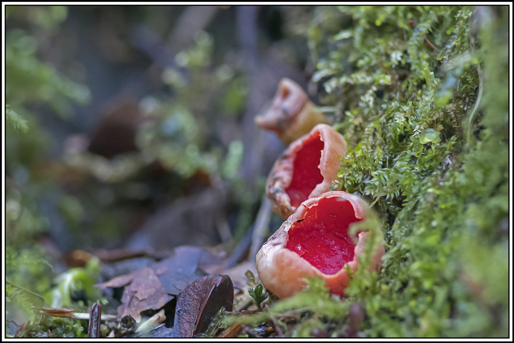 champignon(546_547).jpg