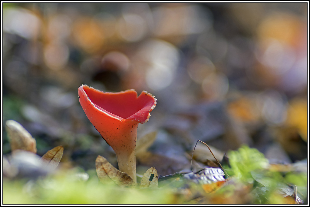 champignon(542_545).jpg