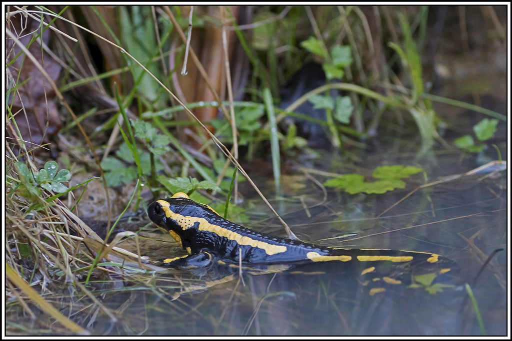 salamandre(18).jpg