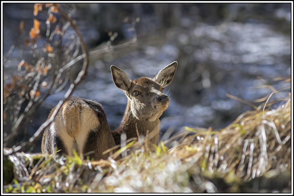 cerf(3870).jpg