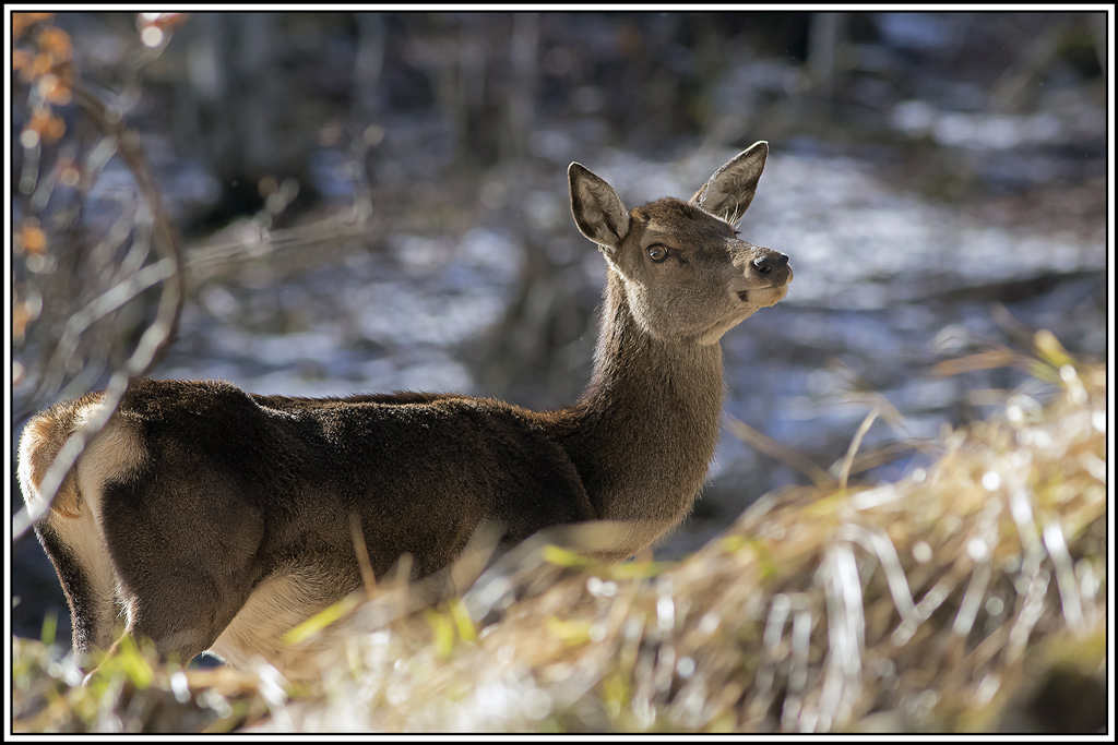cerf(3871).jpg
