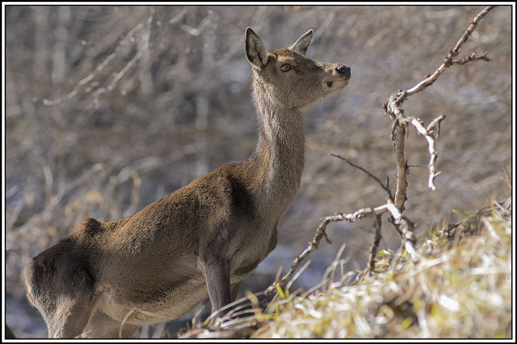 cerf(3873).jpg