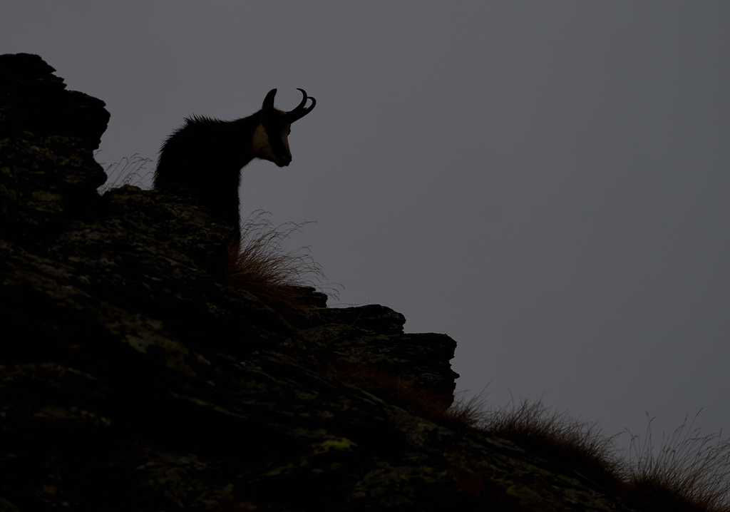 DS5_6226.jpg