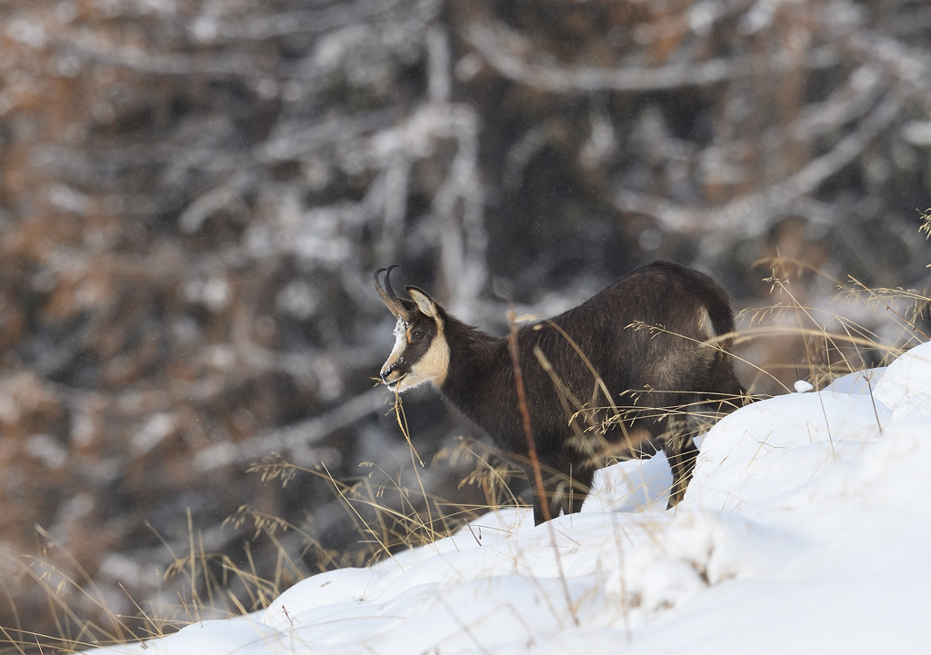 DS5_6235.jpg