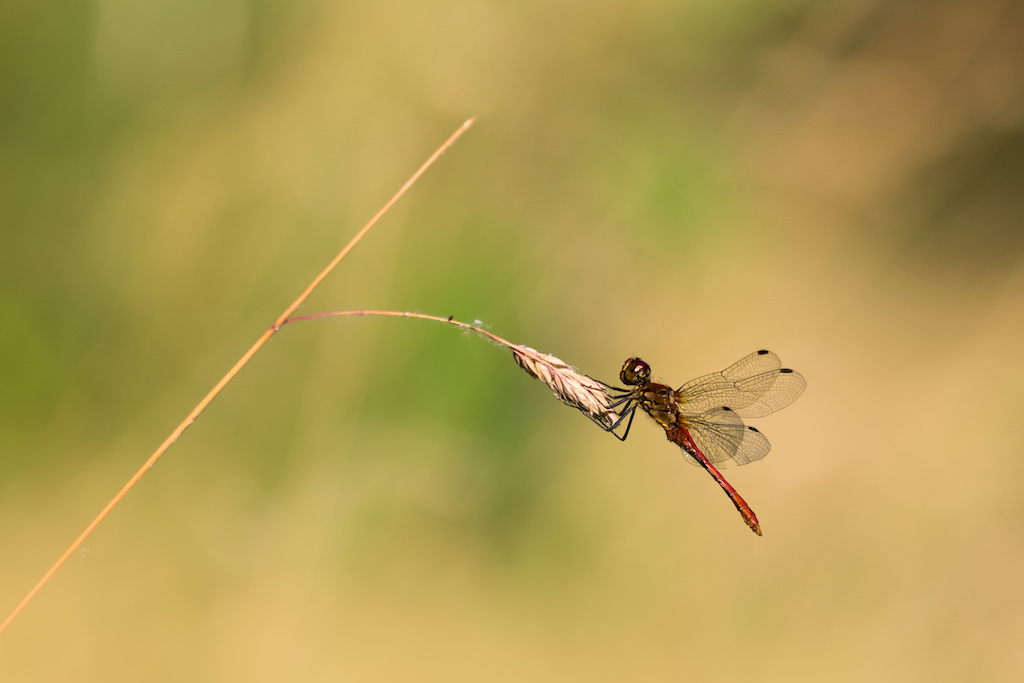 sympetrum sanguineum 1.jpg